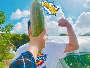 最真实网红吃瓜,揭秘网红吃瓜背后的真实故事