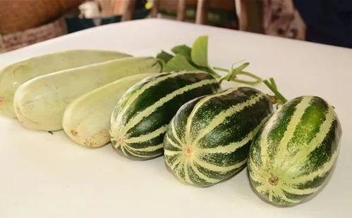 网红吃的小瓜是什么