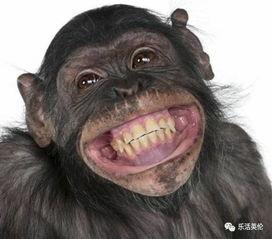 网红吃瓜像猩猩,猩猩般的真实演绎