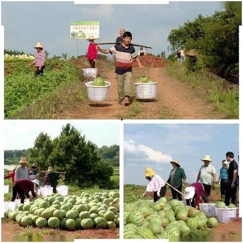 马场坪的吃瓜爆料,揭秘娱乐圈背后的惊人真相