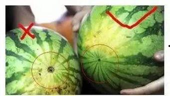 吃瓜福州网红,揭秘网络红人的魅力与争议